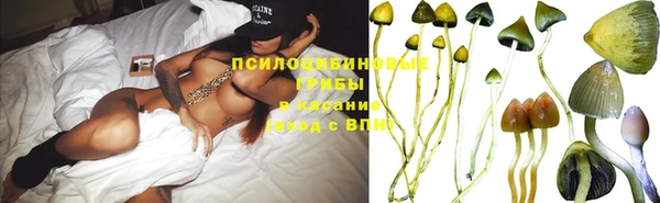 сатива Каменка